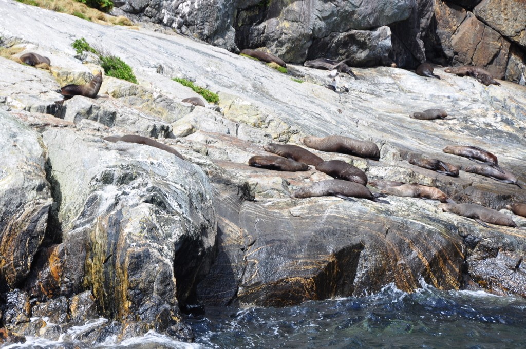 Seals seen along Milford Sound Cruise